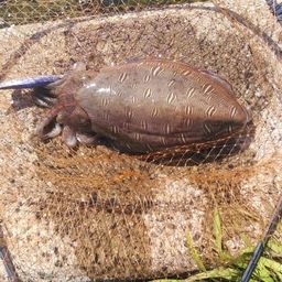 モンゴウイカ