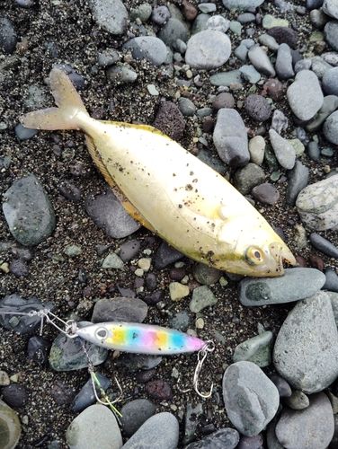 ショゴの釣果