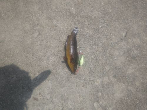 アイナメの釣果