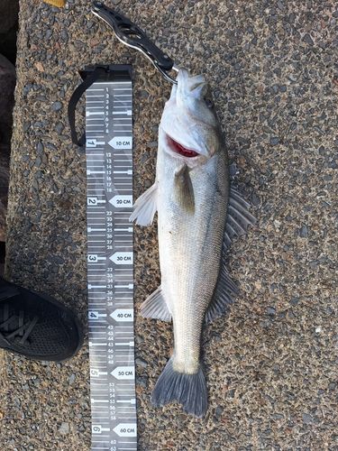 フッコ（マルスズキ）