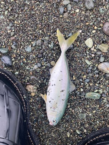 ワカシの釣果