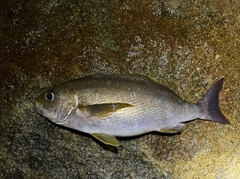 イサキの釣果