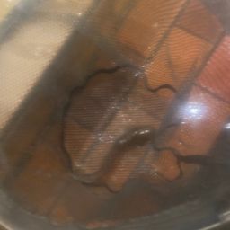 ナマズ
