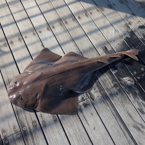 カスザメの釣果