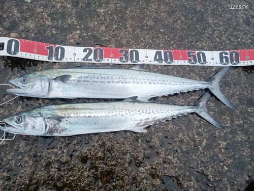 サゴシの釣果