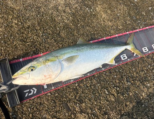 ブリの釣果