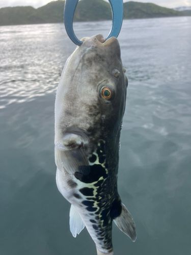 トラフグの釣果