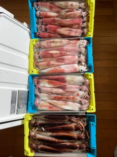 マイカの釣果