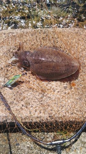 モンゴウイカの釣果