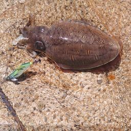 モンゴウイカ