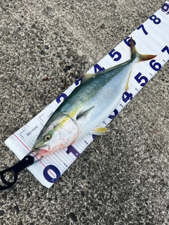 ワラサの釣果