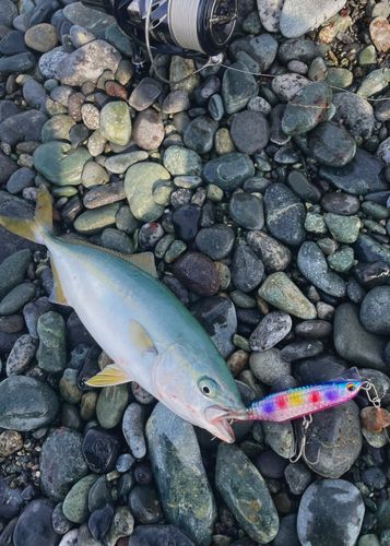 ワカシの釣果