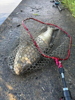 ハクレンの釣果