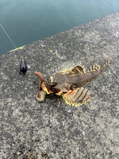 カジカの釣果