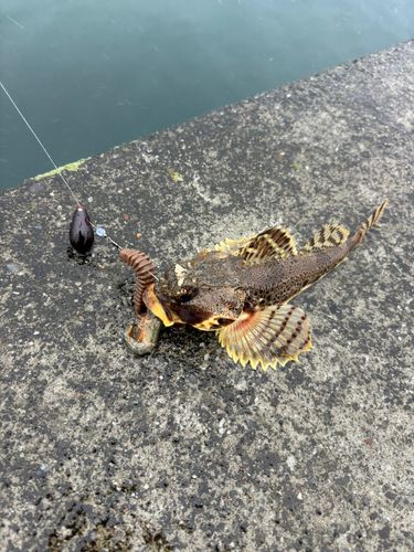カジカの釣果