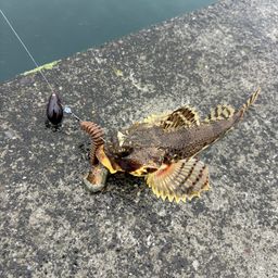 カジカ