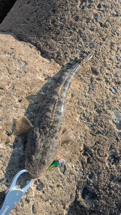 マゴチの釣果
