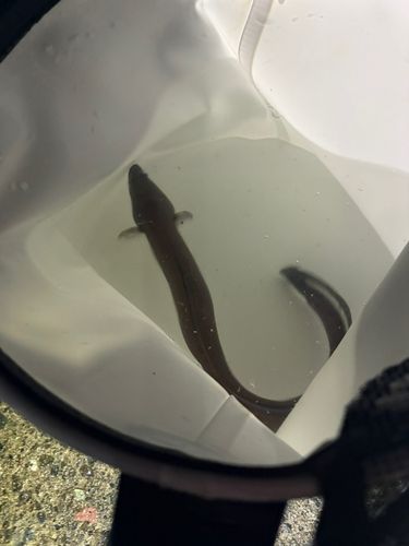 クロアナゴの釣果