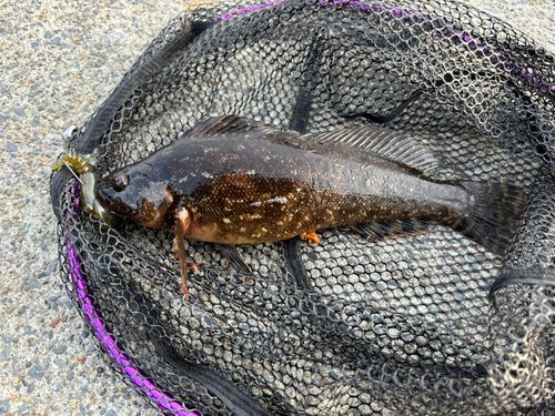アイナメの釣果