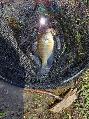 ブルーギルの釣果