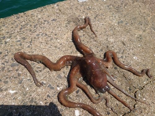 テナガダコの釣果