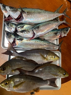 イサキの釣果