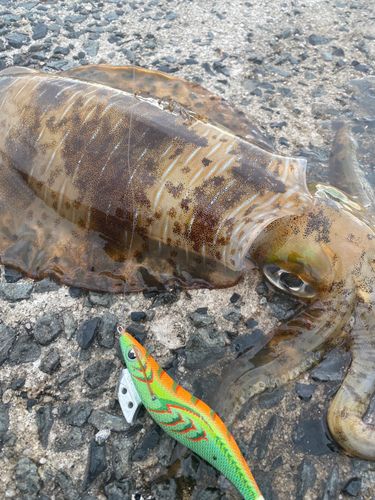 アオリイカの釣果