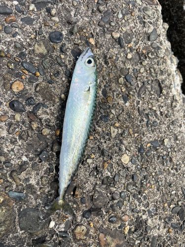 サバの釣果