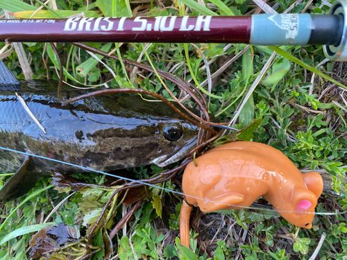 ライギョの釣果