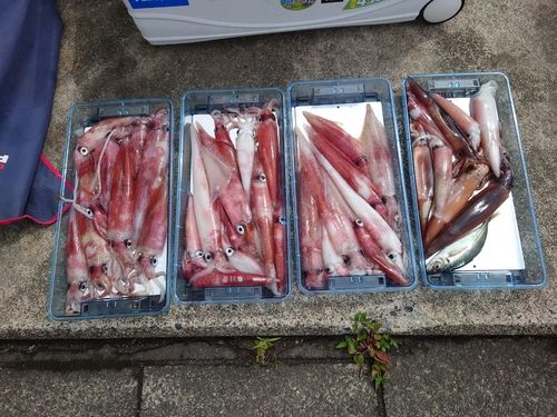 ケンサキイカの釣果