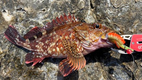 アラカブの釣果
