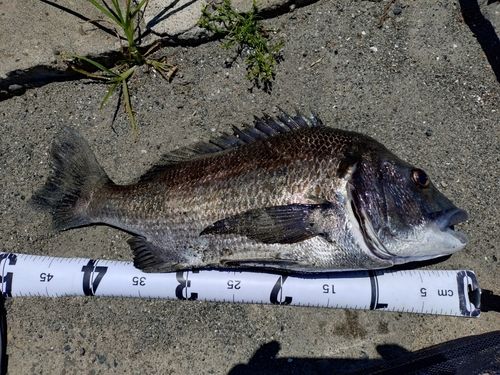 クロダイの釣果