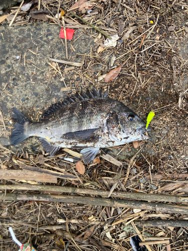 チヌの釣果