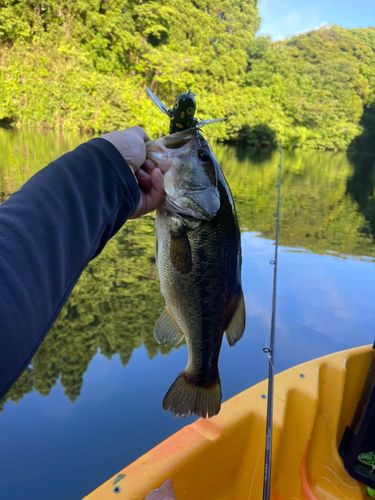 ラージマウスバスの釣果