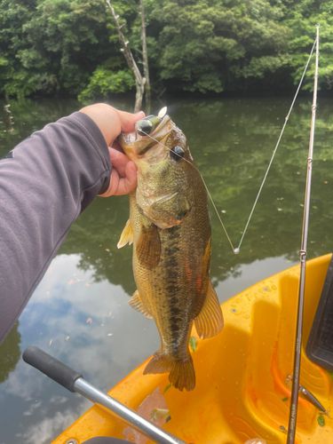 ラージマウスバスの釣果