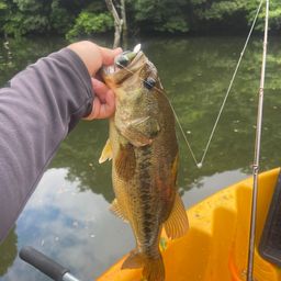 ラージマウスバス