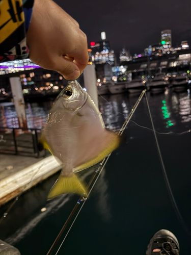 ツバメウオの釣果