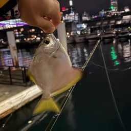 ツバメウオ