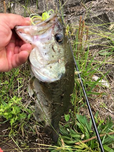 ブラックバスの釣果