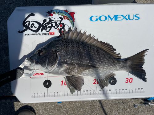 クロダイの釣果