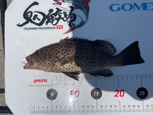 オオモンハタの釣果