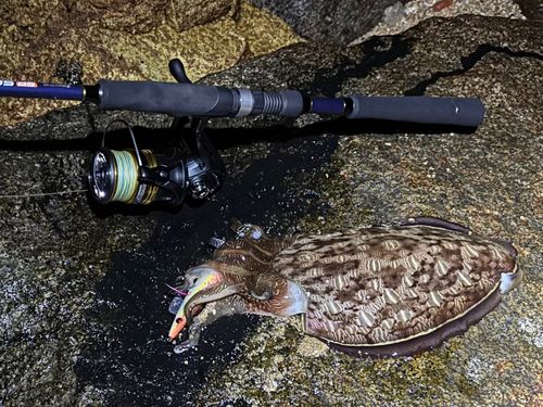 モンゴウイカの釣果