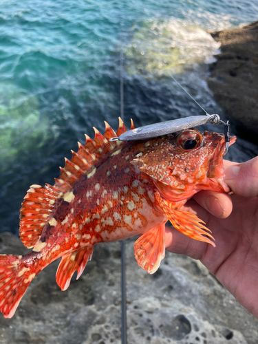 ガシラの釣果