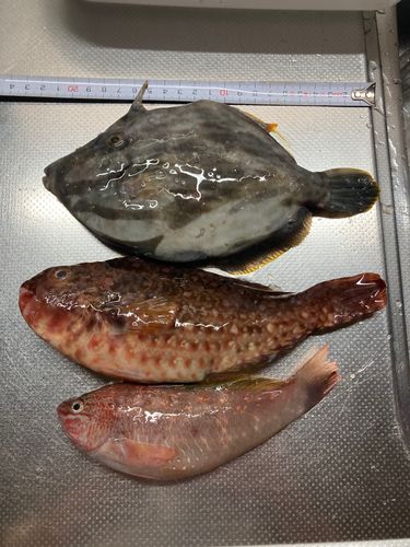 カワハギの釣果