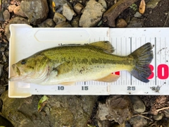 ラージマウスバスの釣果