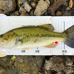 ラージマウスバス