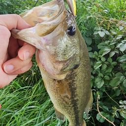 ラージマウスバス