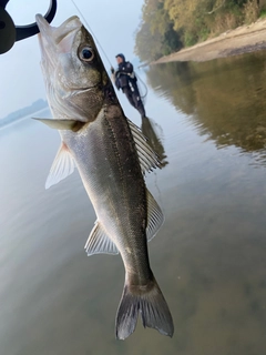 スズキの釣果