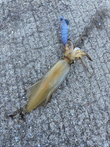 ヤリイカの釣果