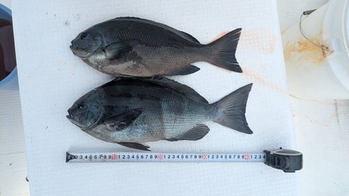 メジナの釣果